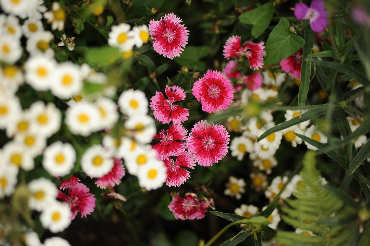 Rose Farm Bed and Breakfast Honiton Εξωτερικό φωτογραφία