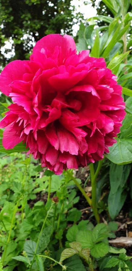 Rose Farm Bed and Breakfast Honiton Εξωτερικό φωτογραφία