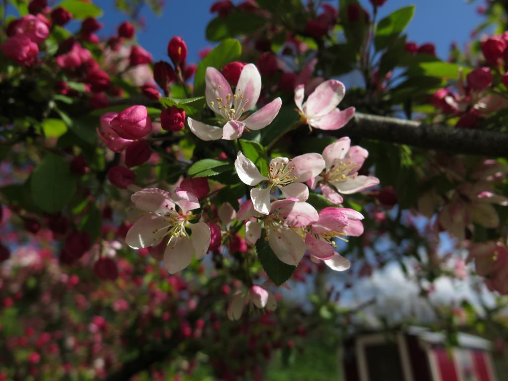 Rose Farm Bed and Breakfast Honiton Εξωτερικό φωτογραφία